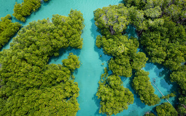 Aerial view of a lush mangrove forest thriving in a turquoise lagoon.