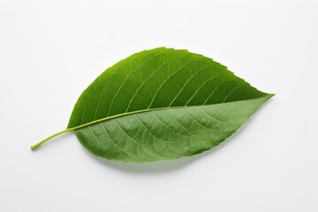 Obraz premium there is a green leaf on a white surface
