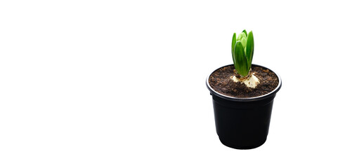 The hyacinth plant seedling with white flower bud is growing in a black pot isolated on white background with copy space. Business card mockup design for a garden shop. Bulbous houseplant close-up