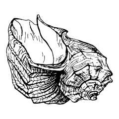 Hand drawn seashell in outline engraving style. Isolated on a white background. Vector illustration. Perfect for invitations, greeting cards, postcard, print, fashion design, t-shirts, pillows, plates