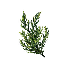 Obraz premium Vibrant Green Seaweed Sprig: A lush, detailed illustration of a vibrant green seaweed sprig, showcasing its intricate textures and varied shades of green.