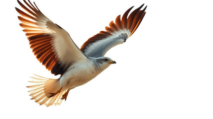 Obraz premium eagle isolated on png transparent