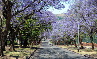 Jacaranda Trees blooming in a street, Johannesburg, South Africa