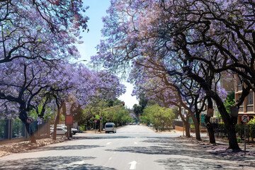 Obraz premium Jacaranda Trees blooming in a street, Johannesburg, South Africa