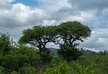 Acacia tree in African savannah, cloudy sky. Vachellia tortilis in South Africa