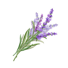 Fototapeta premium Bouquet of Lavender flowers. Hand drawn floral illustration.