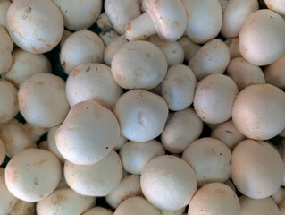 mushrooms, fungi, white, caps, natural, food, nutrition, stall,