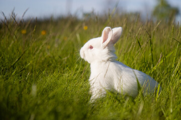 small white rabbit in a spring meadow looks around with interest