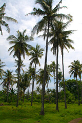 Fototapeta premium Gilli Air Island in Indonesia sits many open fields of untouched land with an array of coconut trees shown here in this island