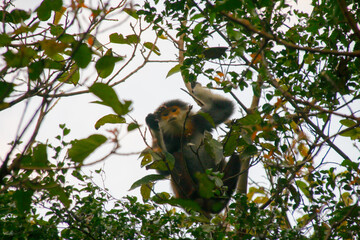 Obraz premium Red-shanked Douc Langur monkey spotted in the mountains of Monkey Pass Mountains located in Da Nang Vietnam 