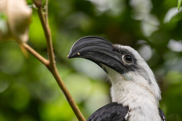 Langschopf-Hornvogel