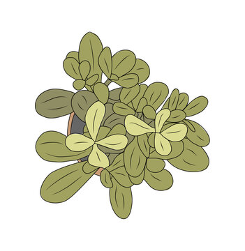 Potted plant above top view. Green leaf houseplant overhead. Natural home and office interior decoration growing in flowerpot. Flat vector putline illustration isolated on transparent background