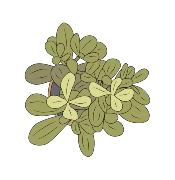 Potted plant above top view. Green leaf houseplant overhead. Natural home and office interior decoration growing in flowerpot. Flat vector putline illustration isolated on transparent background