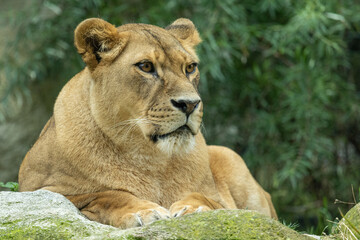 Löwe