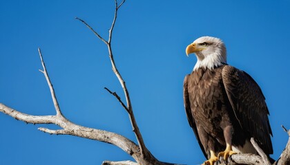 Obraz premium A bald eagle stands tall on a branch, showcasing its powerful stature against the vibrant blue sky, embodying strength and freedom.