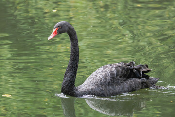 Schwarzer Schwan