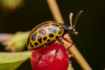 Close Up of Leopard Beetle in Nature