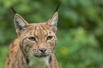 Fototapeta premium Grosser Brachvogel