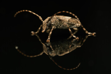 Aegomorphus Beetle Eye to Eye with Its Reflection