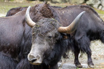 Wasserbüffel