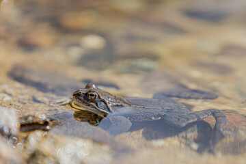 Moorfrosch