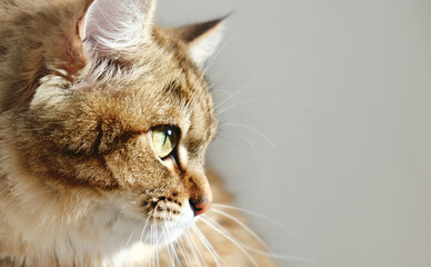 Close up portrait of cute tabby cat, side view. Place for text on the wall, copy space. Intensive...