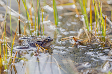 Moorfrosch