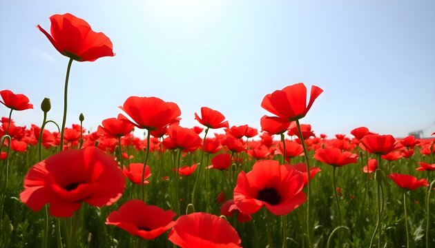 a field full of red flowers under a blue sky - Powered by Adobe