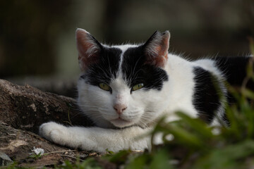 駐車場の木の根に顔を乗せて寝てるぶち猫柄の野良猫