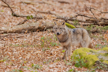 Wolf