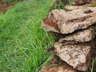 Obraz premium Early morning summer rain.