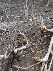 Dry tree branches lay on ground