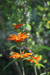 Closeup of Lion's tail blooms, New South Wales Australia
