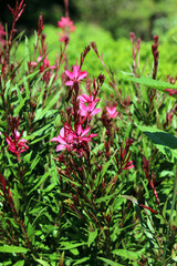 Dark pink Lindheimer's Beeblossom blooms, New South Wales Australia
