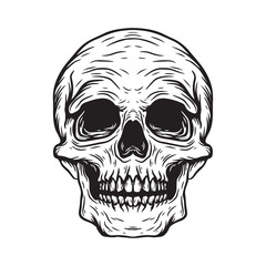 Skull vector illustration isolated on white background. Hand drawn sketch.