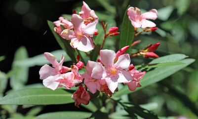 Obraz premium Macro image of pink Oleander blooms, New South Wales Australia