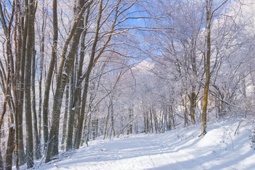 Fototapeta premium quiet winter forest glade in snow, seasonal outdoor scene