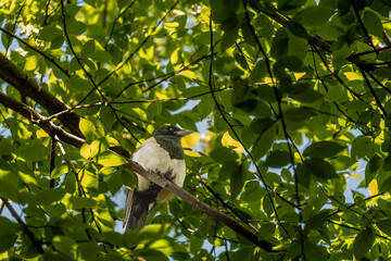 Obraz premium Magpies are sitting on a branch in the forest in summer.