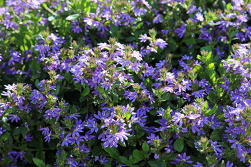 Sunlit Common Fanflower blooms, New South Wales Australia

