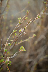 spring in the forest