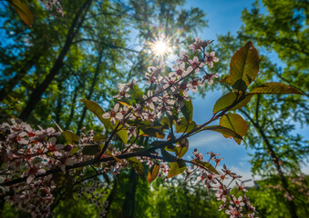 Blooming branches of an apple tree in spring against the sky.