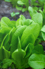 Obraz premium Bright green lettuce leaves grow in the ground. Harvesting. Healthy diet.