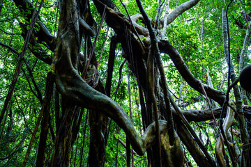 屋久島　猿川ガジュマル