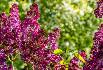 Blooming lilacs in the park on a summer day.