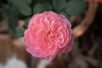 Beautiful pink rose in morning light