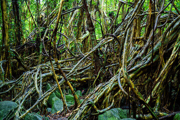 屋久島　猿川ガジュマル