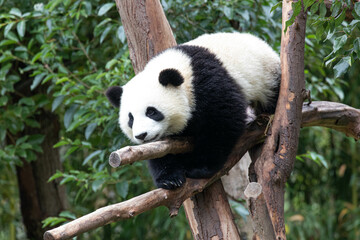 Happy Playful Little Panda on the Tree