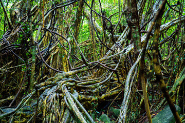 屋久島　猿川ガジュマル