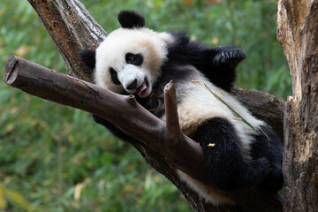 Happy Playful Little Panda on the Tree