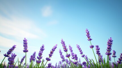 Naklejka premium A field of blooming lavender under a clear blue sky.